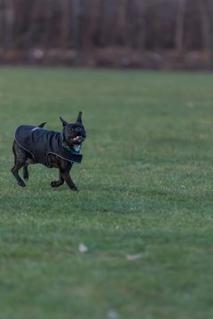 Bild 105 - Hundeshooting